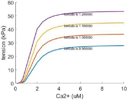 Mathematical Modeling of the Land Model on Human Myocyte